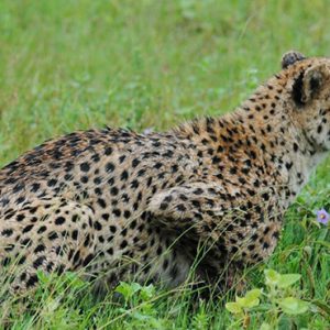 Cheetah Kapama Private Game Reserve South Africa Honeymoons