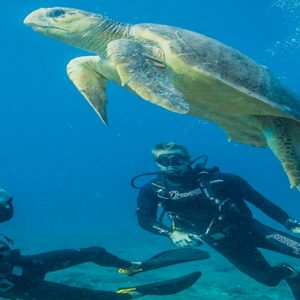 Scuba Diving And Turtle Azura Benguerra Island Mozambique Honeymoons