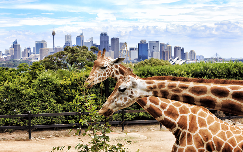 Top Romantic Things To Do In Sydney Taronga Zoo