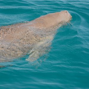 Whale Azura Benguerra Island Mozambique Honeymoons