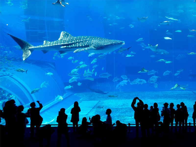 Dubai Aquarium Abu Dhabi Vs Dubai Honeymoon