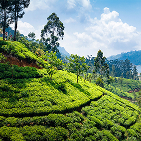 Nuwara Eliya Best Things To Do In Sri Lanka