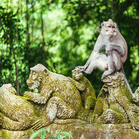 Sacred Monkey Forest Sanctuary Best Things To Do In Bali Bali Honeymoons