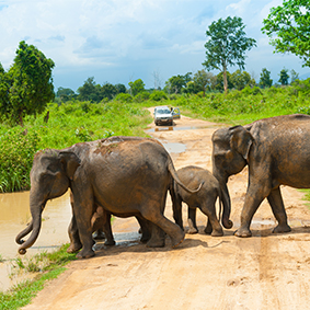 Udawalawe National Park Best Things To Do In Sri Lanka