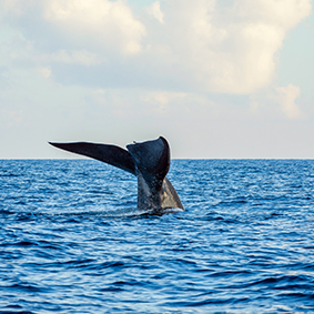 Whale Watching Best Things To Do In Sri Lanka