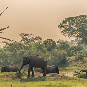 Yala National Park Best Things To Do In Sri Lanka