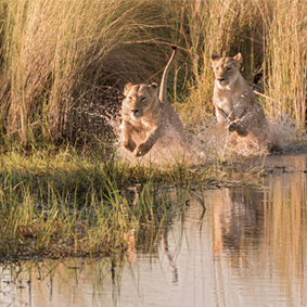 Botswana Safari Honeymoons Safarimoon Packages