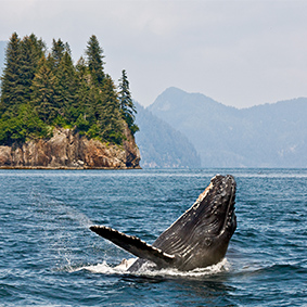 Humpback Whales In Alaska Honeymoon Cruises