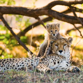 Kenya Safari Honeymoons Safarimoon Packages