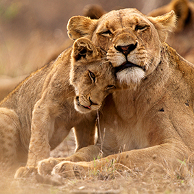 Lion And Her Cub In Africa Honeymoon Cruises