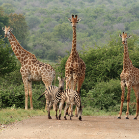 South Africa Safari Honeymoons Safarimoon Packages