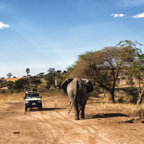Tanzania Safari Honeymoons Safarimoon Packages