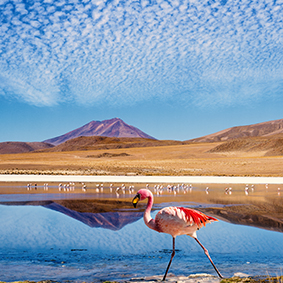 Flamingo On Atacama Desert In Chile Adventure Honeymoons