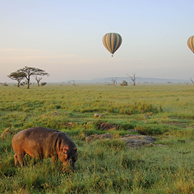 Hippo And Hot Air Balloon In Africa Adventure Honeymoons