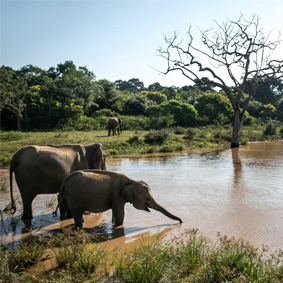 Sri Lanka Safari Tours Safari Honeymoons