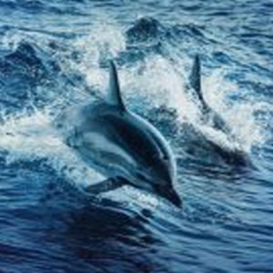 Dolphins Pullman Maldives Maamutaa Resort Maldives Honeymoon