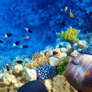 Underwater Marine Life Pullman Maldives Maamutaa Resort Maldives Honeymoon