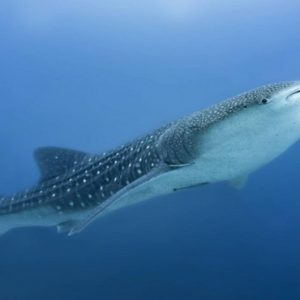 Whale Shark Pullman Maldives Maamutaa Resort Maldives Honeymoon
