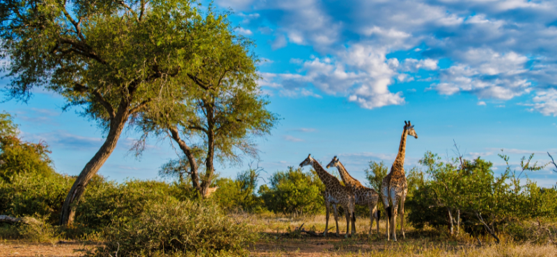 South Africa Kruger National Park