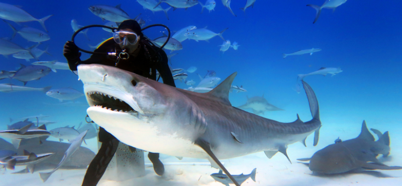 South Africa Shark Diving