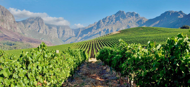 South Africa Vineyard