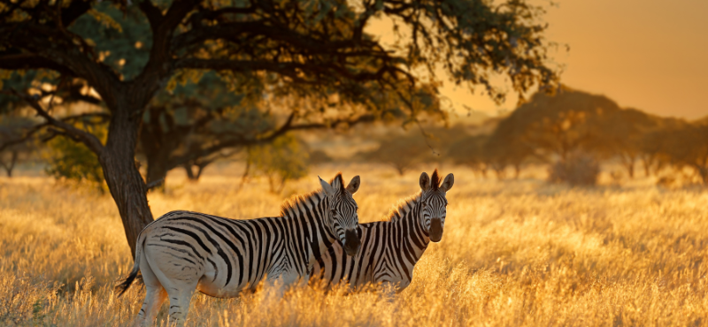 South Africa